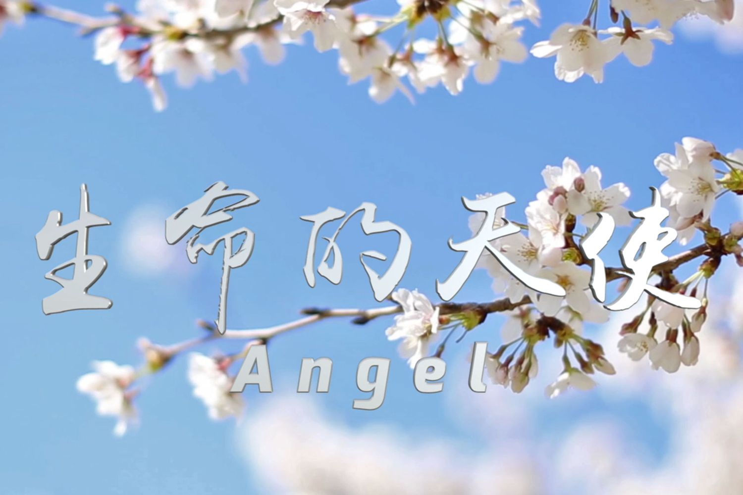 江城迎春，致敬《生命的天使》全球发布！